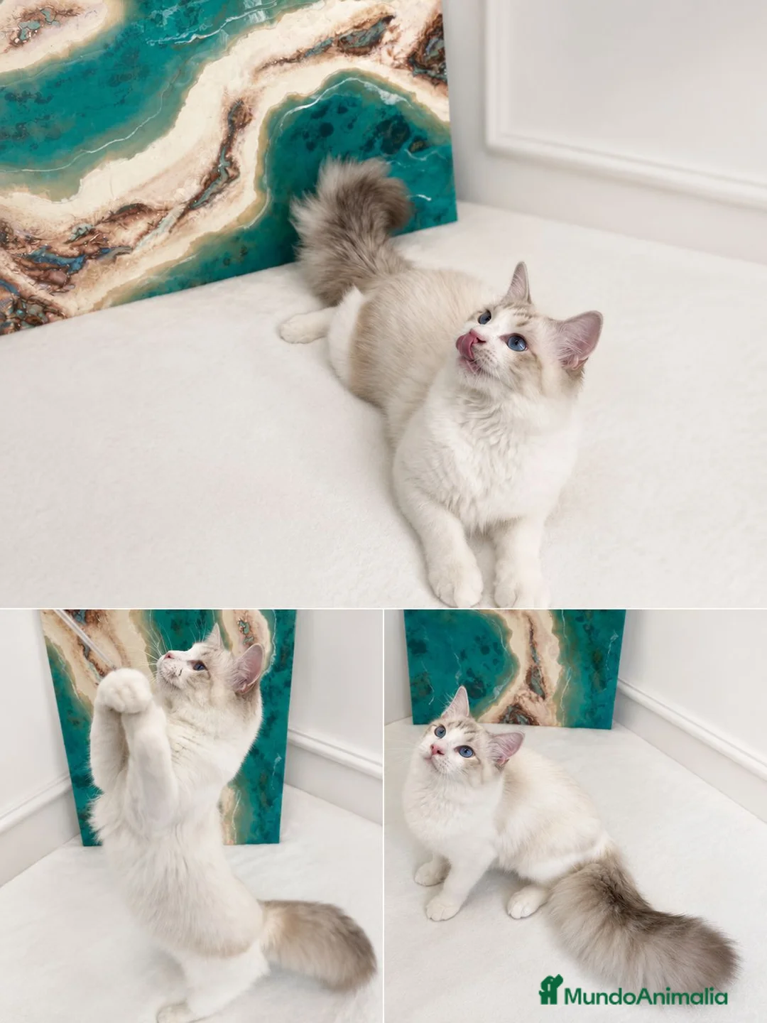 Ragdoll gatos en venta: Gatito Ragdol Super dulce - Anuncio 1