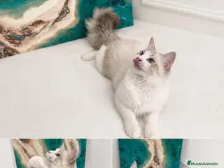 Ragdoll gatos Gatito Ragdol Super dulce - Anuncio 1