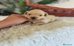 Maltipoo perros en venta: MALTIPOO MACHO - Imagen 37