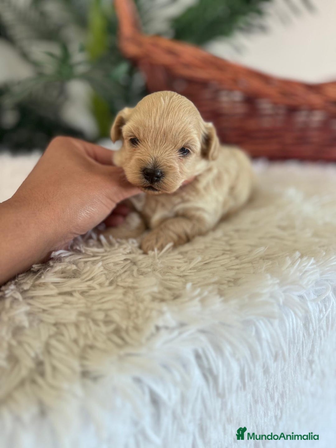 Maltipoo perros en venta: MALTIPOO MACHO - Imagen 37