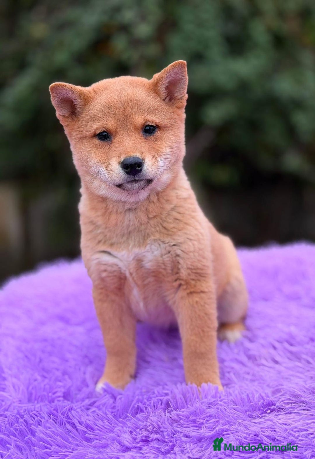 Labrador Retriever perros en venta: SHIBA INU ROJOS DISPONIBLES - Anuncio 4