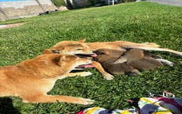 Shiba Inu perros en venta: SHIBA INU PONTEVEDRA - Imagen 3