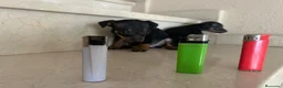 Pinscher Miniatura perros en venta: PINCHER MINIATURA - Anuncio 12