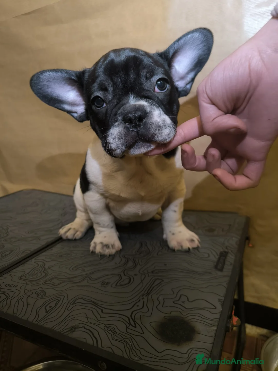 Bulldog Francés perros en venta: Bulldog Francés  - Anuncio 7