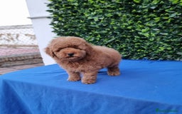 Caniche Toy perros en venta: Caniche toy apricot, calidad - Imagen 1
