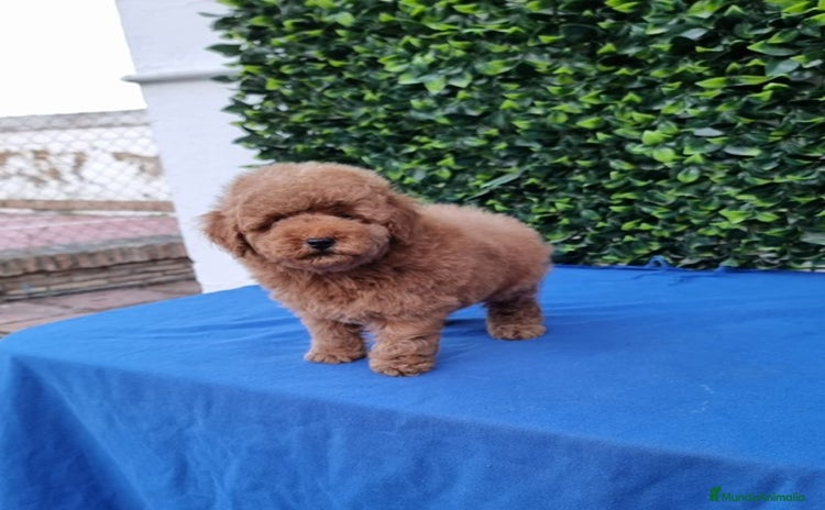 Caniche Toy perros - Anuncio 1