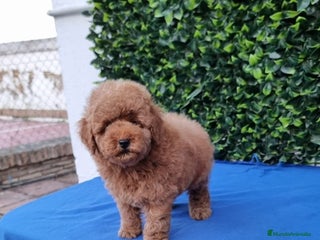 Caniche Toy perros - Anuncio 21