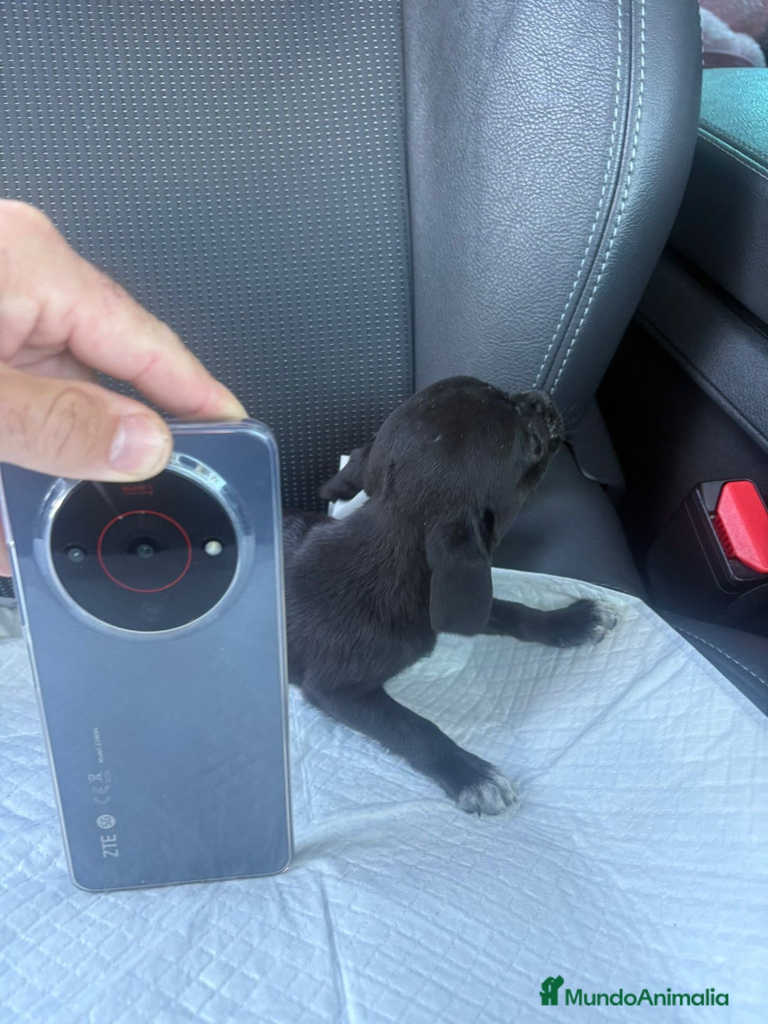 Chihuahua perros en venta: Chihuahua toy  - Anuncio 2