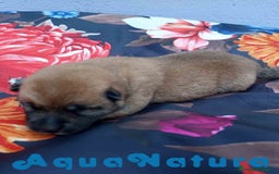 Shiba Inu perros en venta: Shiba Inu Hembra de Lisa AQUANATURA - Imagen 2