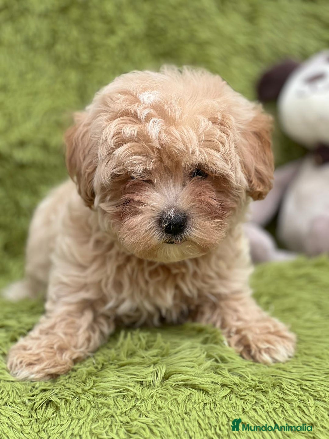 Maltipoo perros en venta: Maltipoo - Imagen 4