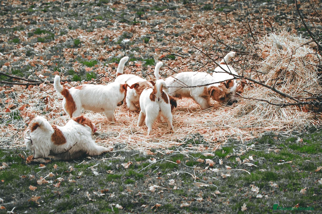 Imagen de galería {{count}}