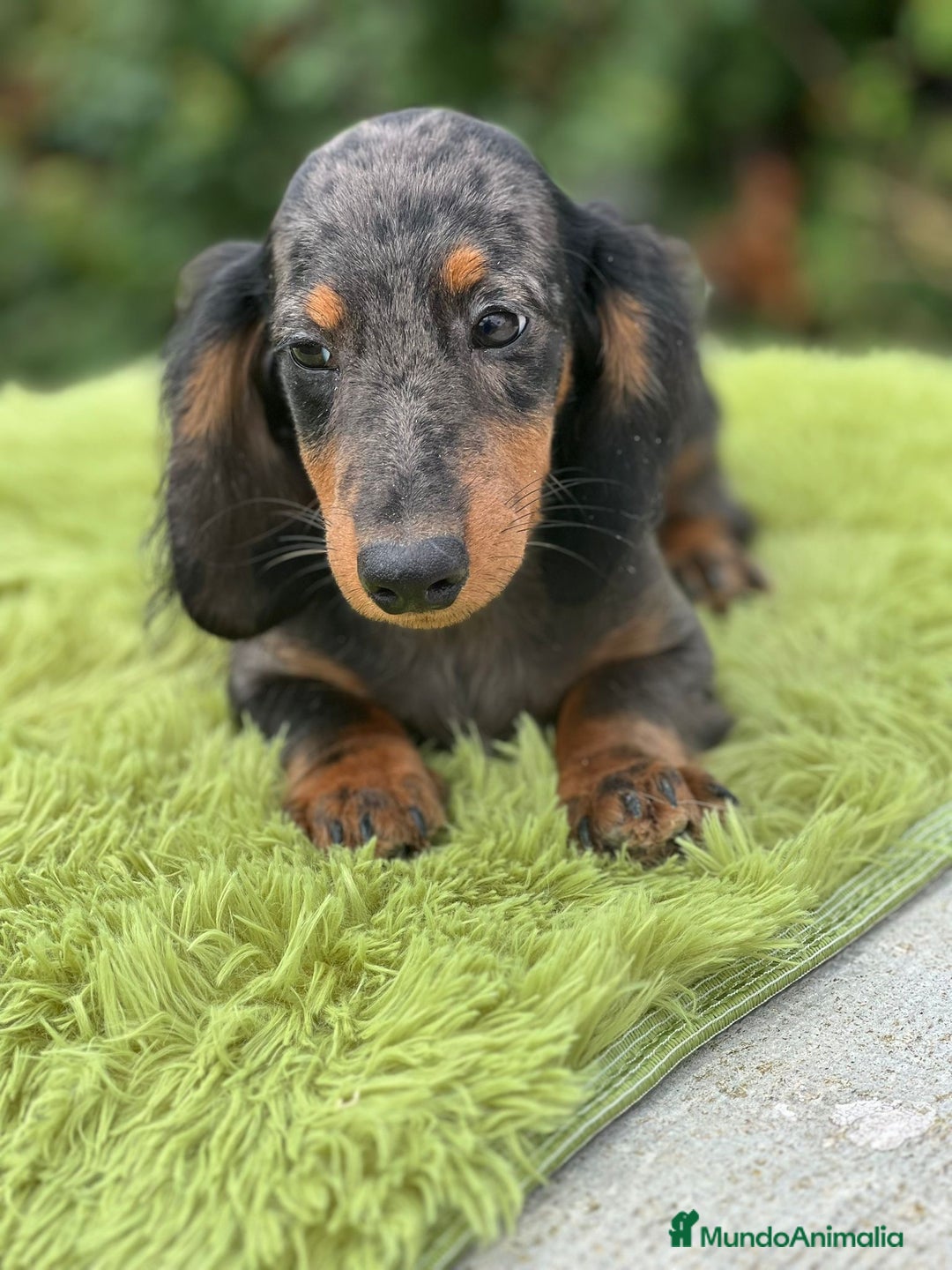 Teckel Miniatura perros en venta: TECKEL MINIATURA PELO LARGO - Imagen 3