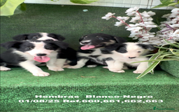 Border Collie perros en venta: BORDER COLLIE hembras - Imagen 8