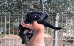 Labrador Retriever perros en venta: LABRADOR CALIDAD Y SELECCIÓN  - Imagen 3