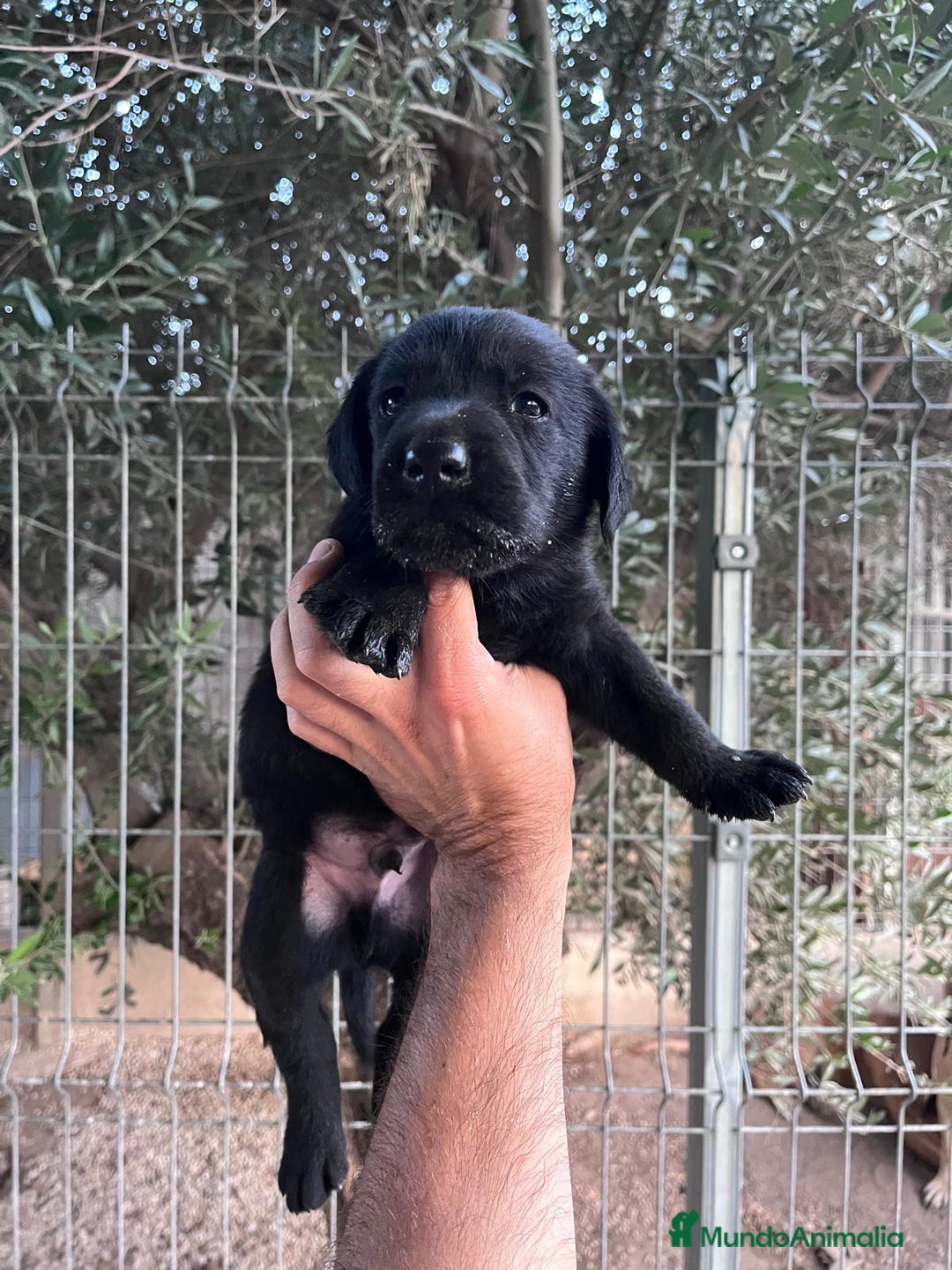 Labrador Retriever perros en venta: LABRADOR CALIDAD Y SELECCIÓN  - Imagen 3