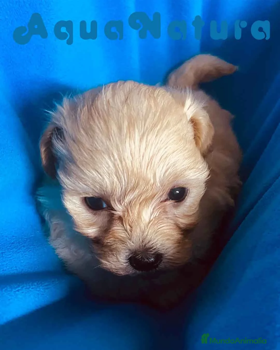 Maltipoo perros en venta: Maltipoo Macho de Malita y Alejo 6217- AQUANATURA  en Barcelona - Anuncio 2