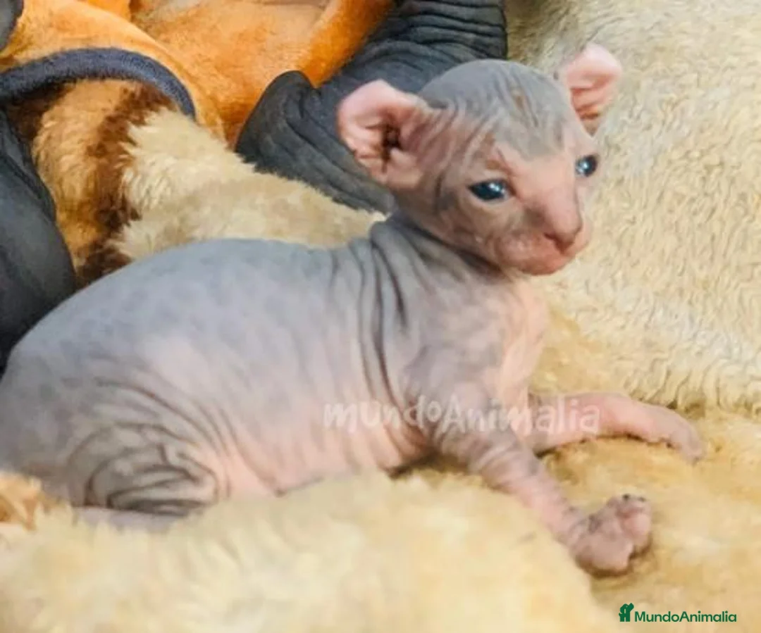 Imagen de galería {{count}}