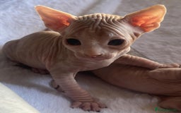 Sphynx gatos en venta: Sphyn - Imagen 3