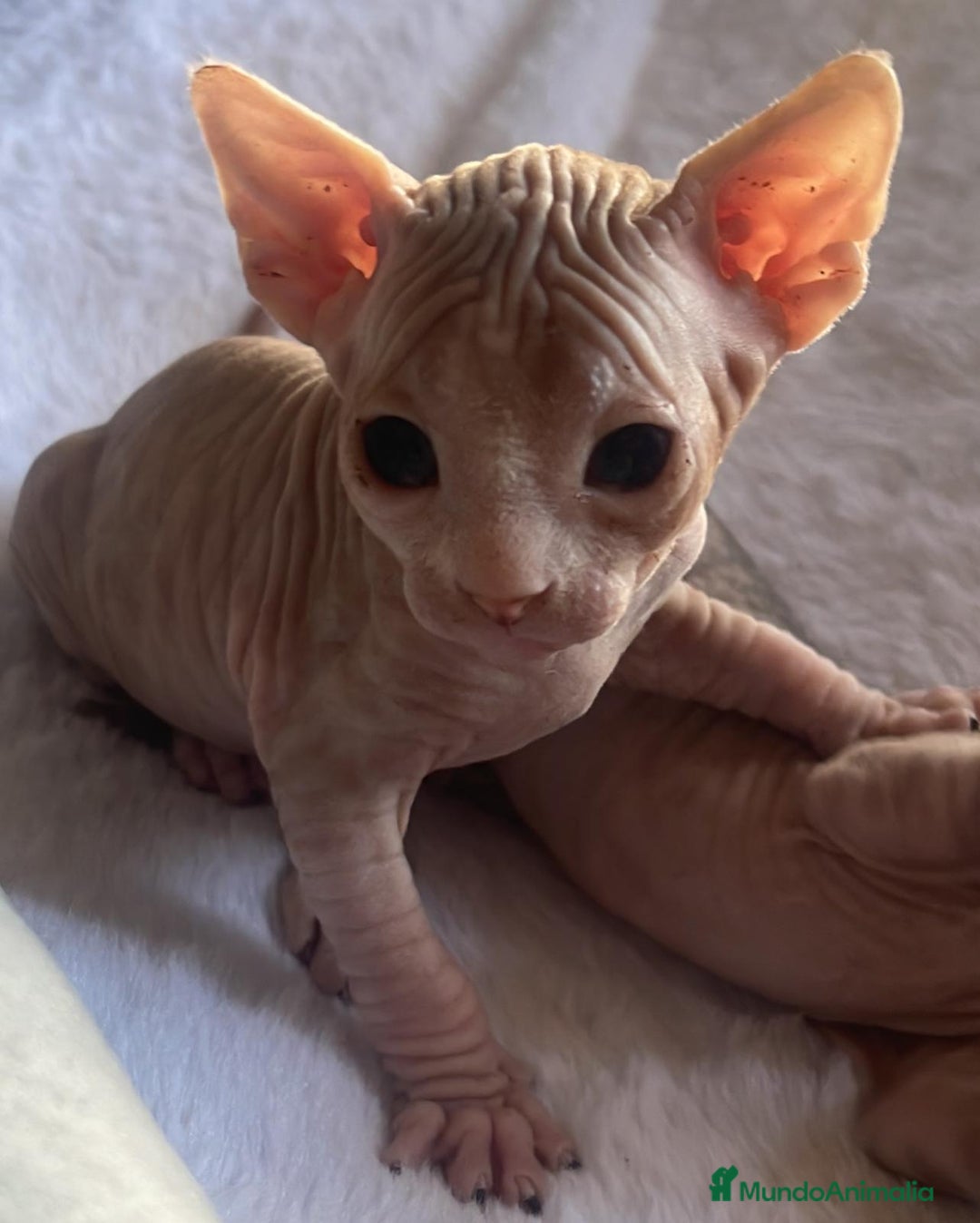 Sphynx gatos en venta: Sphyn - Imagen 3