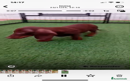 Teckel Miniatura perros en venta: TECKEL MINIATURA - Anuncio 3