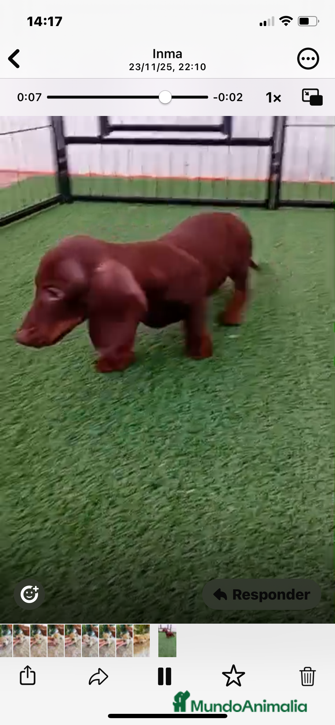 Teckel Miniatura perros en venta: TECKEL MINIATURA - Anuncio 3