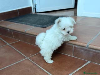 Bichón Maltés perros Bichón maltés toy - Anuncio 1