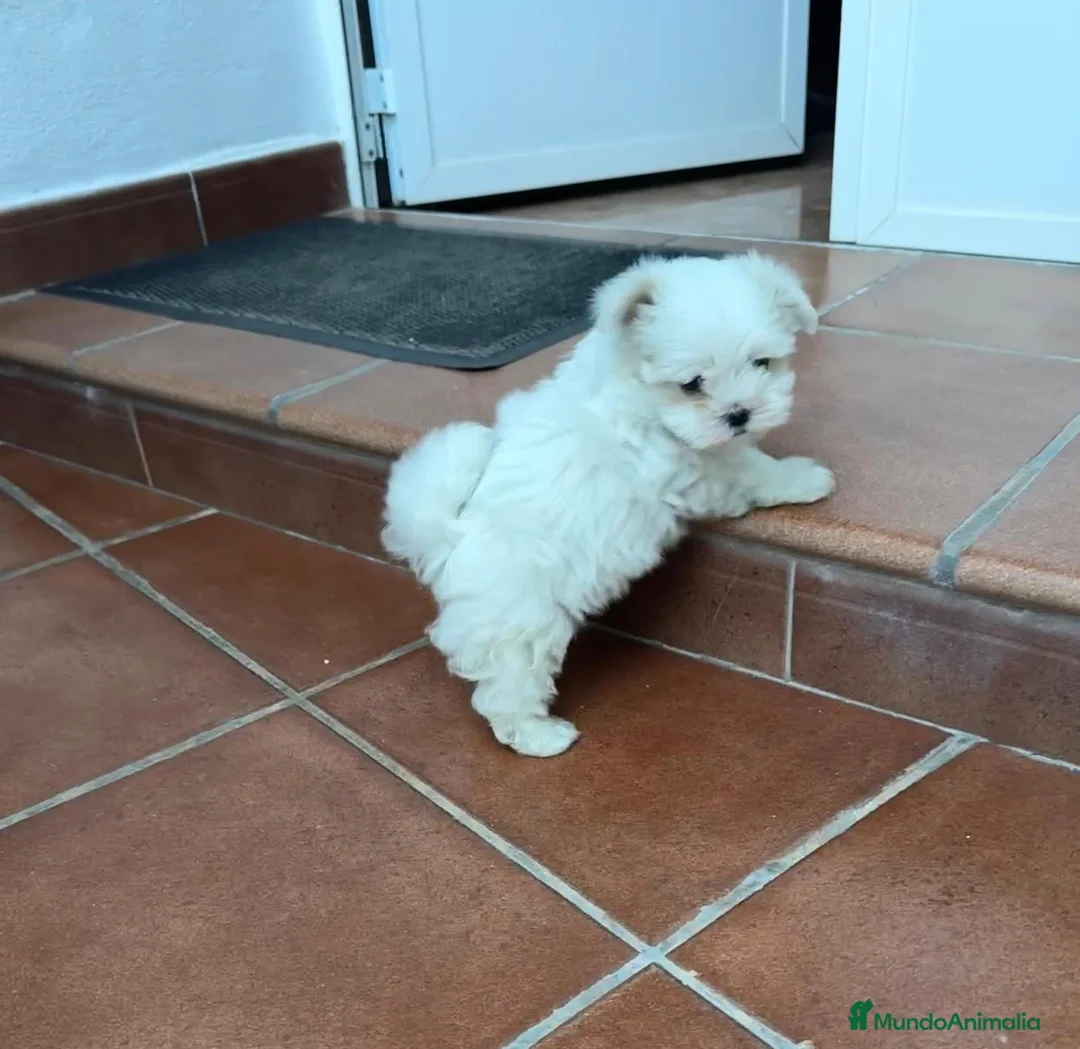 Bichón Maltés perros en venta: Bichón maltés toy - Anuncio 1