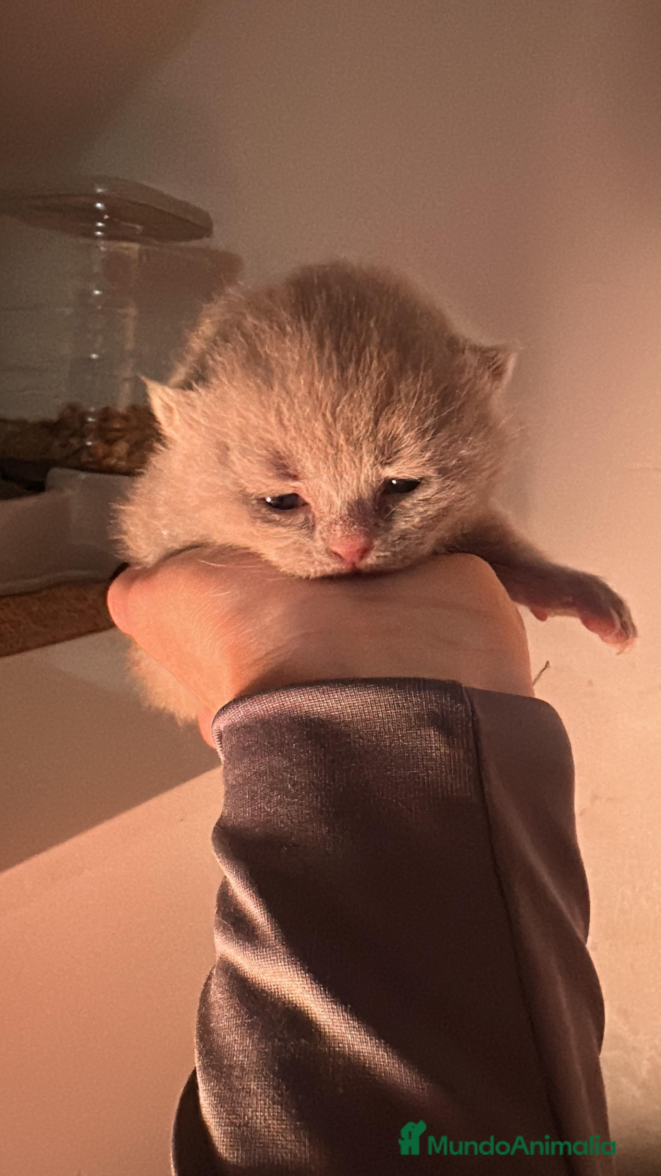Scottish Fold gatos Macho de Scotish Fold negro - Anuncio 11
