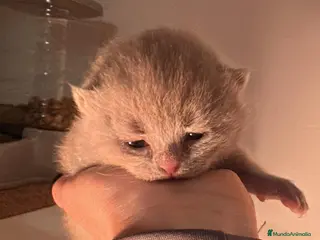 Scottish Fold gatos Macho de Scotish Fold negro - Anuncio 11