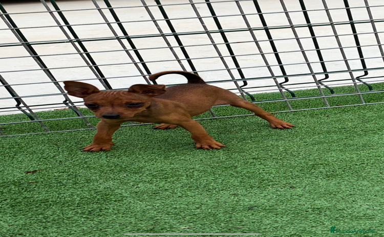 Pinscher Miniatura perros - Anuncio 3