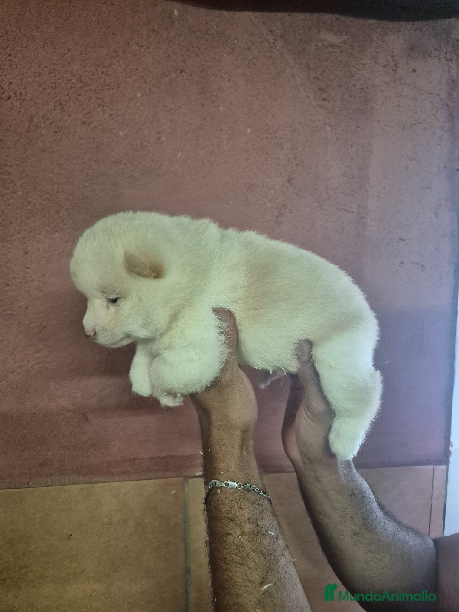 Shiba Inu perros Shiba Inu - Anuncio 2