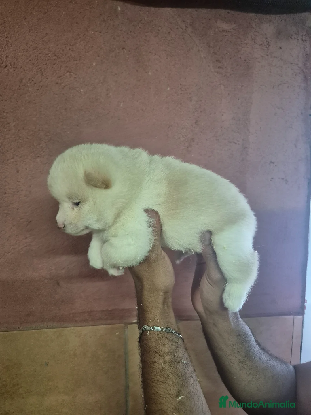 Shiba Inu perros en venta: Shiba Inu en Girona - Anuncio 2