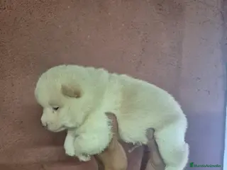 Shiba Inu perros Shiba Inu - Anuncio 2