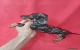 Teckel Miniatura perros en venta: Teckel Miniatura  - Imagen 2