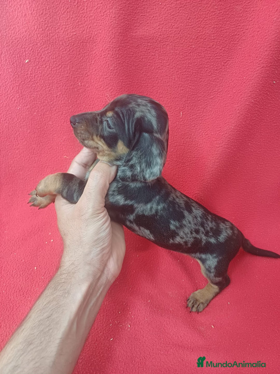 Teckel Miniatura perros en venta: Teckel Miniatura  - Imagen 2