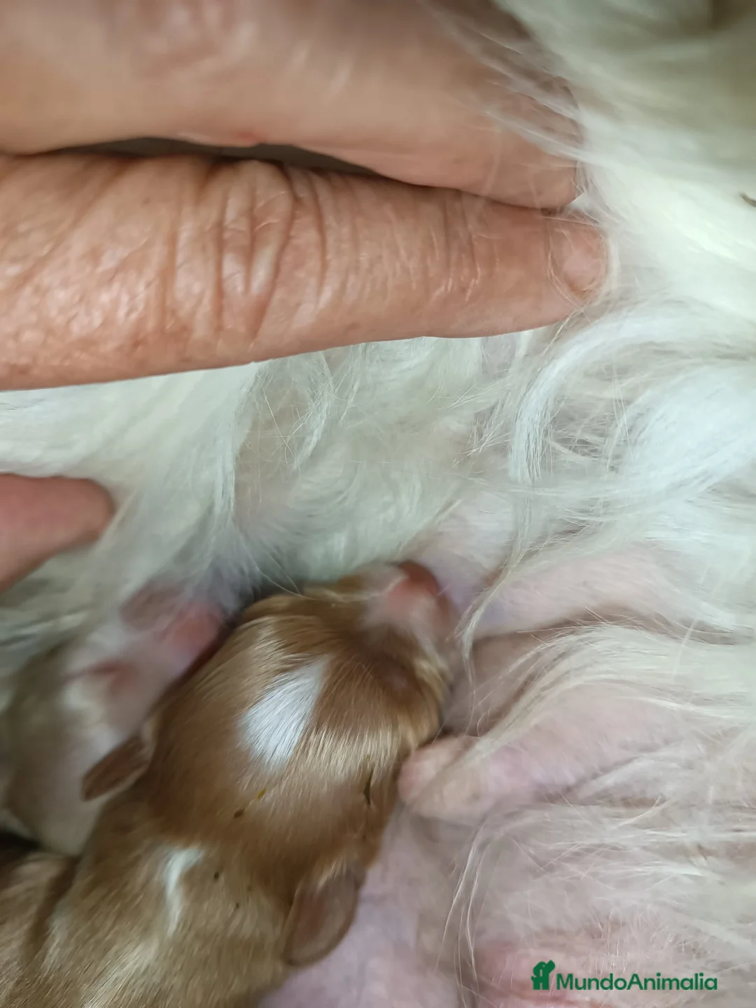 Maltipoo perros en venta: MALTIPOOS  - Anuncio 3