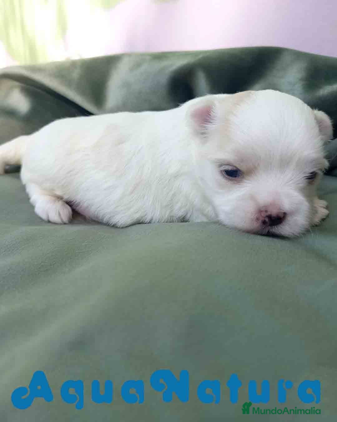 Bichón Maltés perros en venta:  Bichon Maltes Macho 3 AQUANATURA - Imagen 5