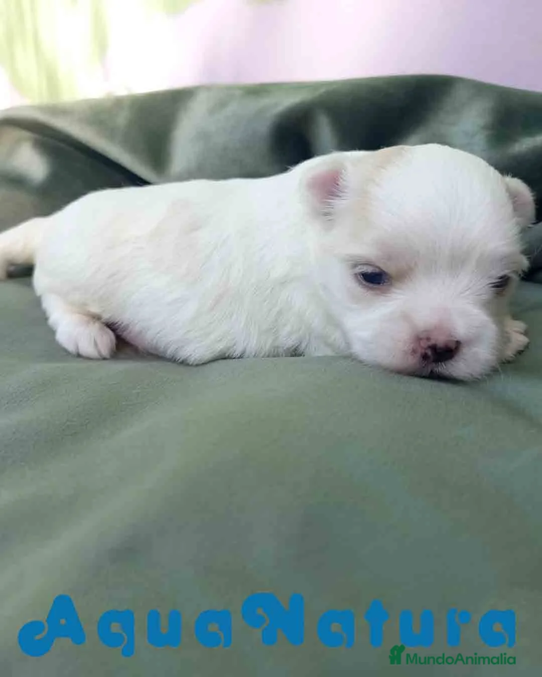 Bichón Maltés perros en venta:  Bichon Maltes Macho 3 AQUANATURA - Anuncio 5