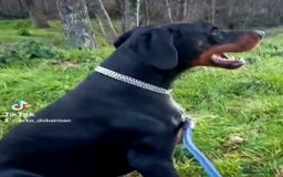 Dobermann perros en venta: Doberman de calidad  - Imagen 3