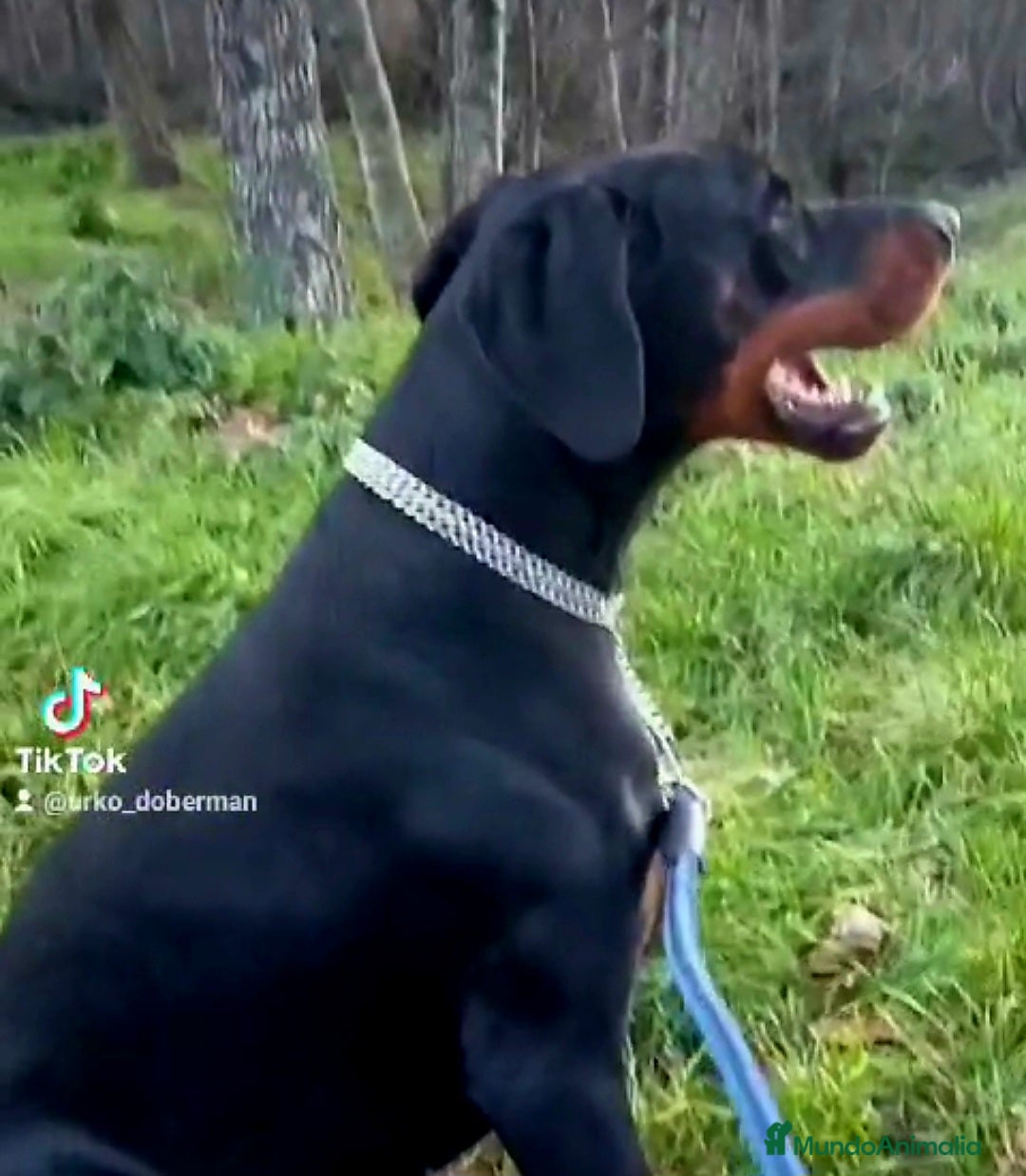Dobermann perros en venta: Doberman de calidad  - Imagen 3