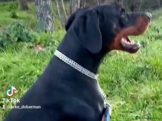 Dobermann perros - Anuncio 2