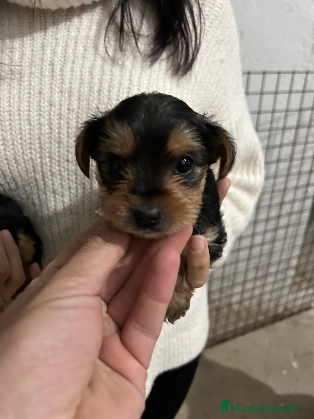 Yorkshire Terrier perros en venta: yorkshire  - Imagen 4