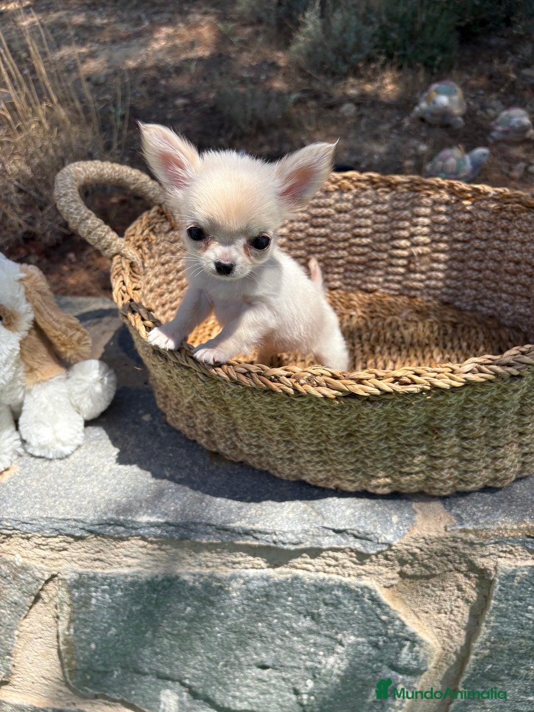 Chihuahua perros en venta: Chihuahua micro toy hembra  - Imagen 11