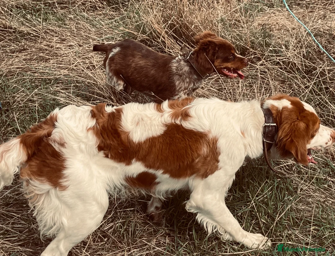 Épagneul Breton perros en venta: Epagneul breton - Anuncio 2