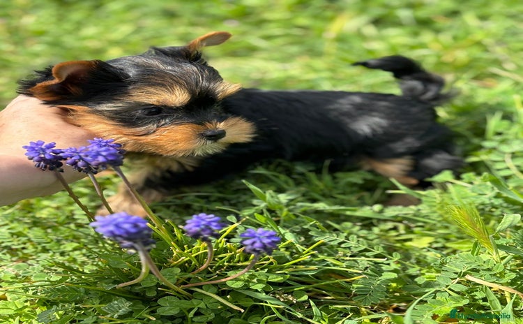 Yorkshire Terrier perros - Propaganda 1