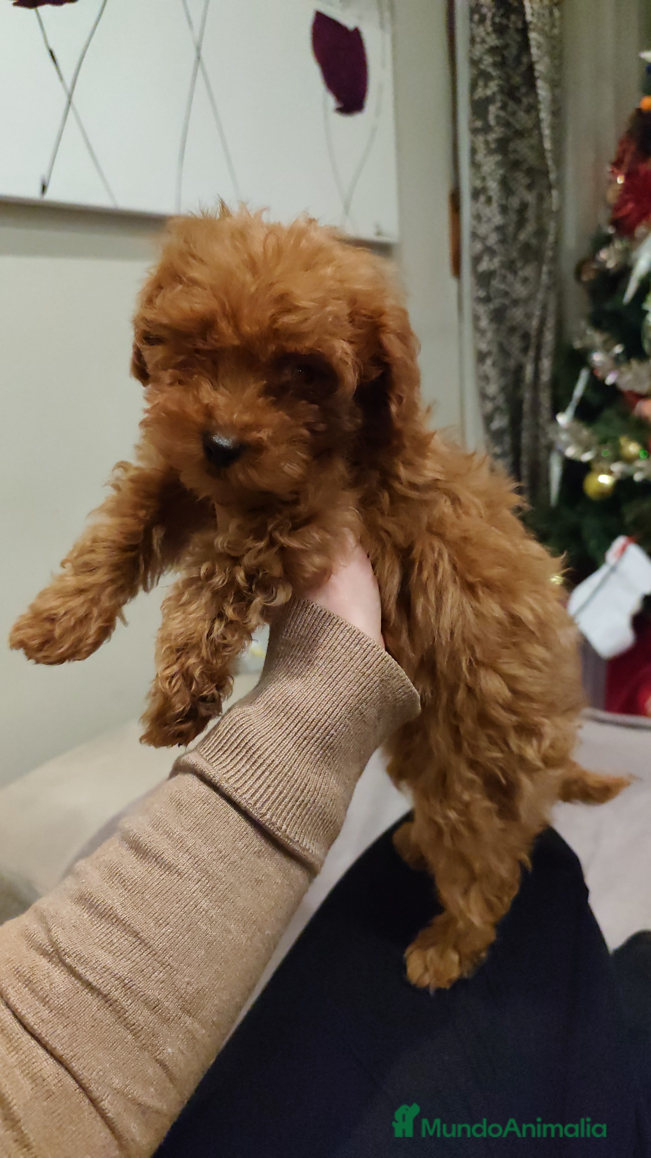 Caniche Toy perros Machos para entregar toy rojo - Anuncio 1