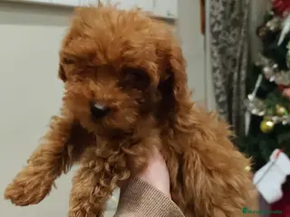 Caniche Toy perros Machos para entregar toy rojo - Anuncio 34