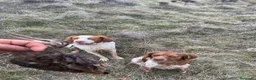 Épagneul Breton perros en venta: Epagneul bretón  en Teruel - Anuncio 6