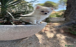 Chihuahua perros en venta: Chihuahua de pelo largo  - Imagen 5
