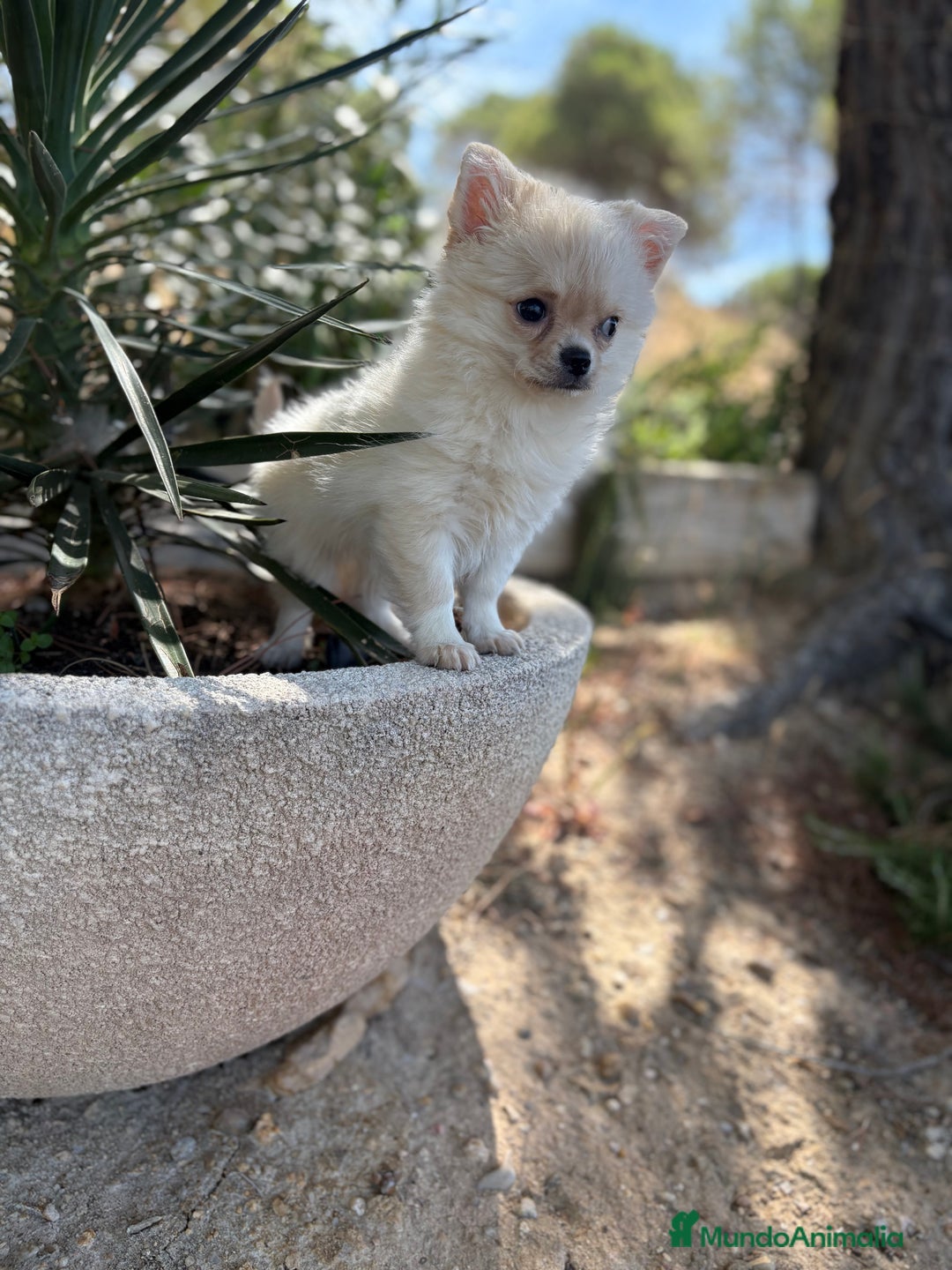 Chihuahua perros en venta: Chihuahua de pelo largo  - Imagen 5